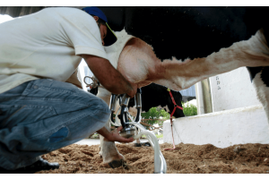 3 motive sa folosesti o mulgatoare de vaci