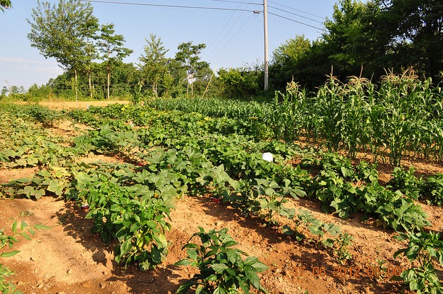 cultivarea pamantului