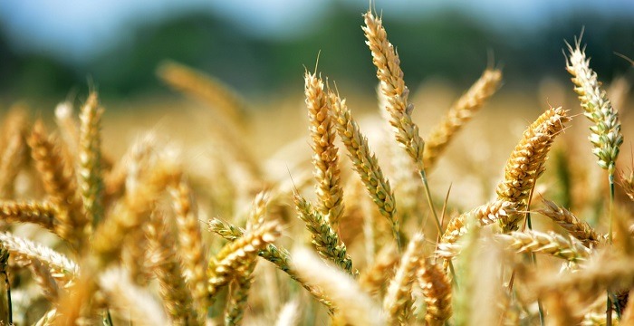 energie din furaje agricole