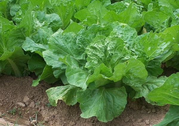 salata verde in gradina