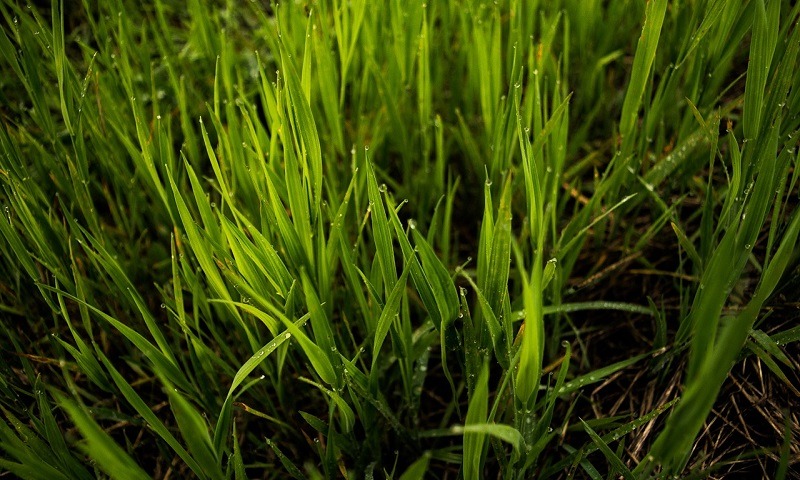 Fertilizarea gazonului 2