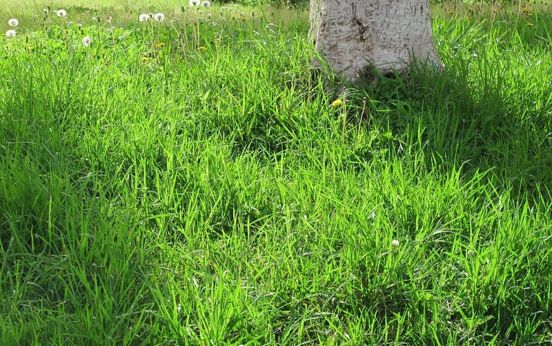 gazonul in curtea ta (2)