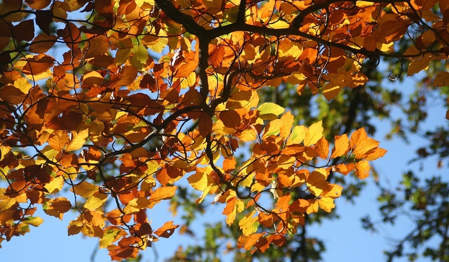 stropirea pomilor toamna