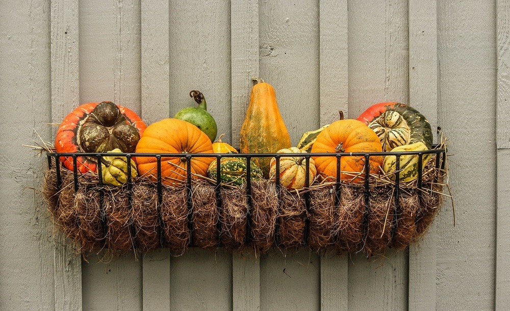 calendar agricol dovleci