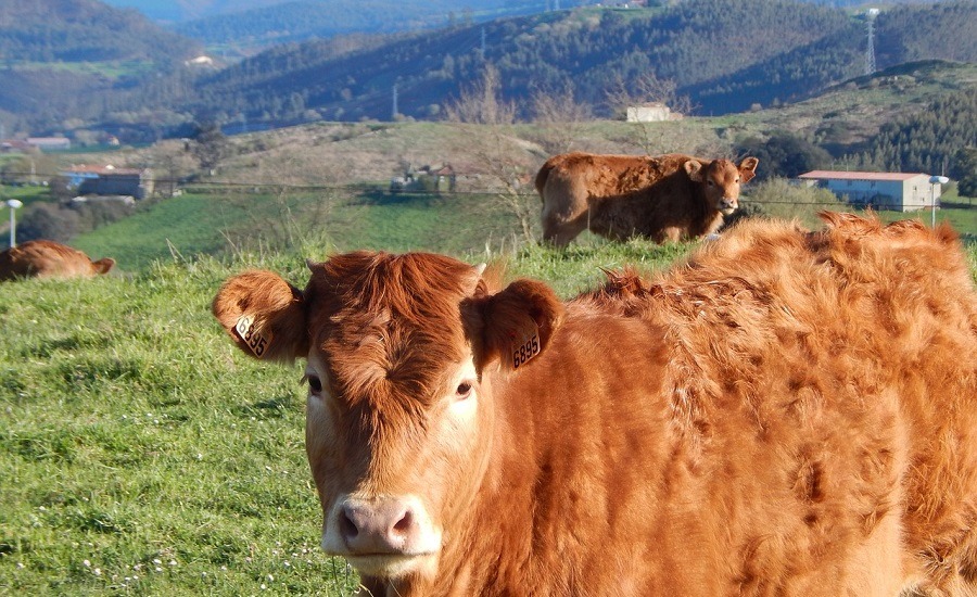 animale agricultura sustenabila