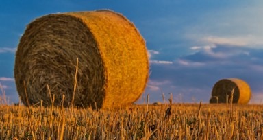 Ce inseamna sa faci agricultura sustenabila?