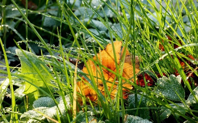 curatenie in gradina