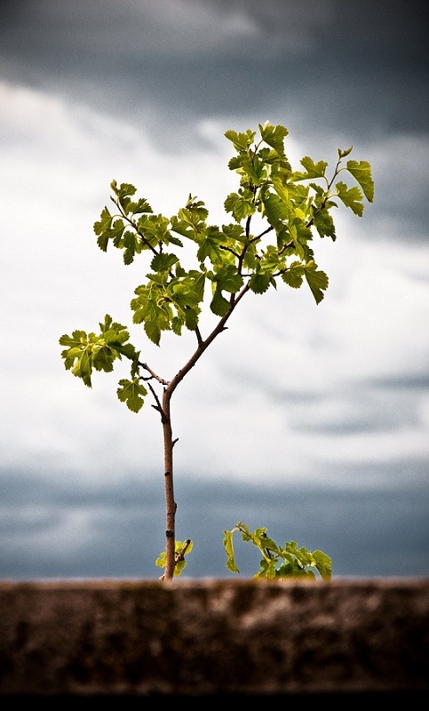 plantarea pomilor fructiferi toamna