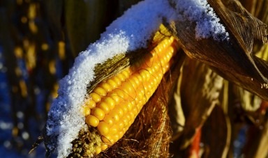 Ce lucrari agricole efectuam iarna?