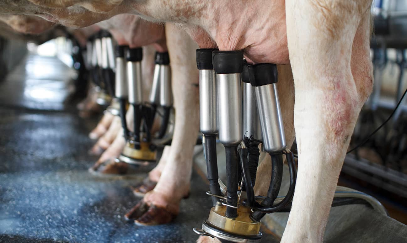The Approximation Bare Ghid despre aparat de muls vaci: ce este și cum îl folosești