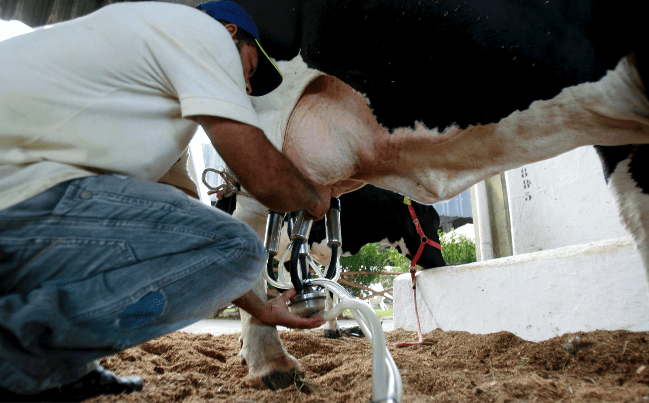 3 motive sa folosesti o mulgatoare de vaci