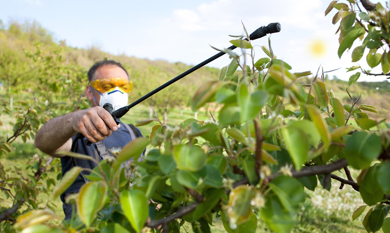 Cum obții pesticide organice și îngrășăminte naturale în grădina ta