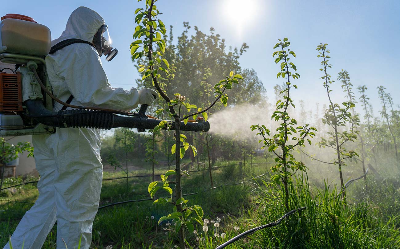 pomi fructiferi rodnici