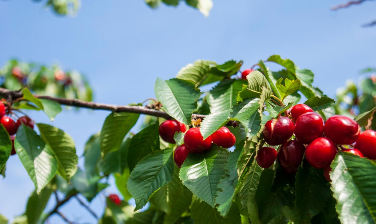 Taiere cires si visin