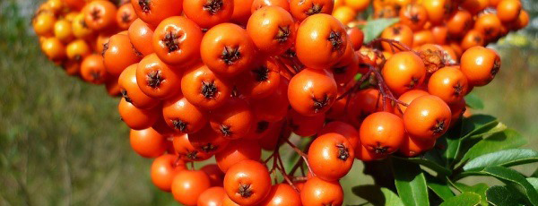 catina culturi profitabile