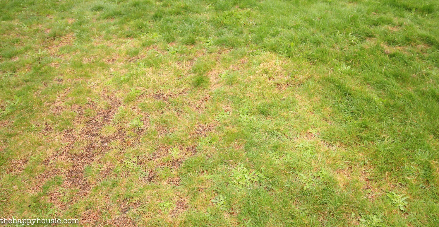 Boli frecvente ale gazonului Boli frecvente ale gazonului